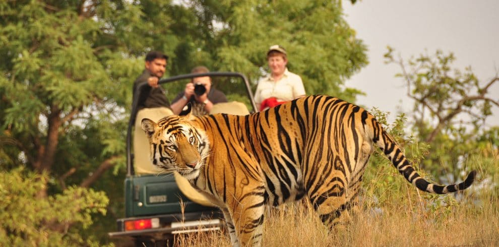 Wild life Adventure